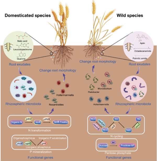 be2cbd0746334949bde4a37727ac116a.png 图1植物驯化塑造根际微生物群落组装和代谢功能的概念模型_副本.png
